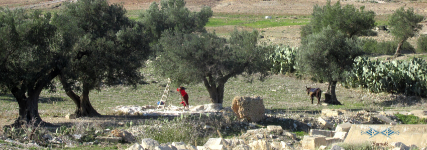Artisanat du bois d'olivier en Tunisie - Samak
